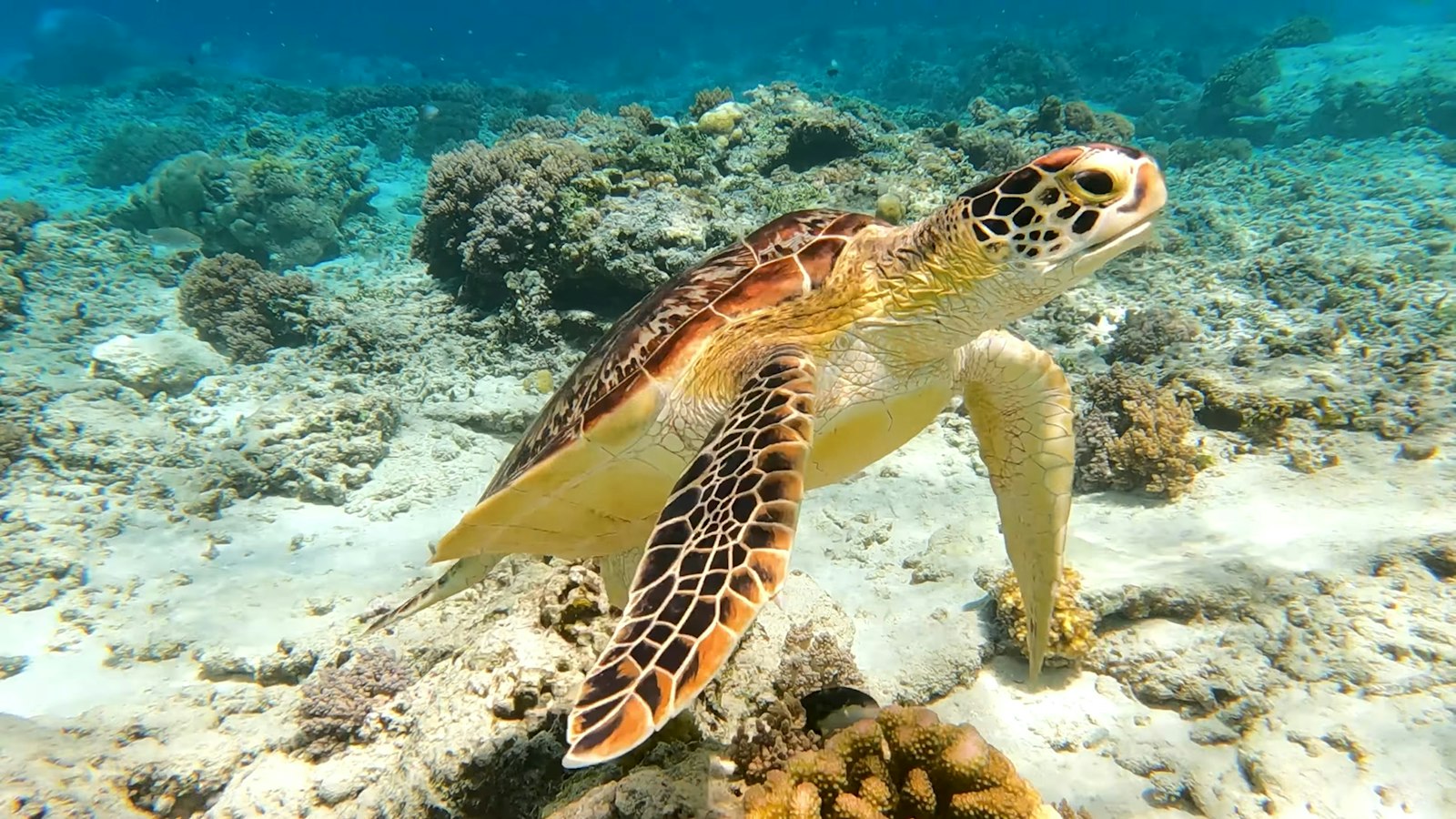 Gamat Bay, Nusa Penida